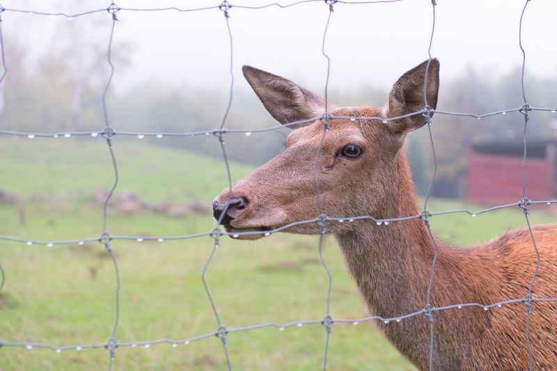 Deer Fence Installation in Pearland, TX