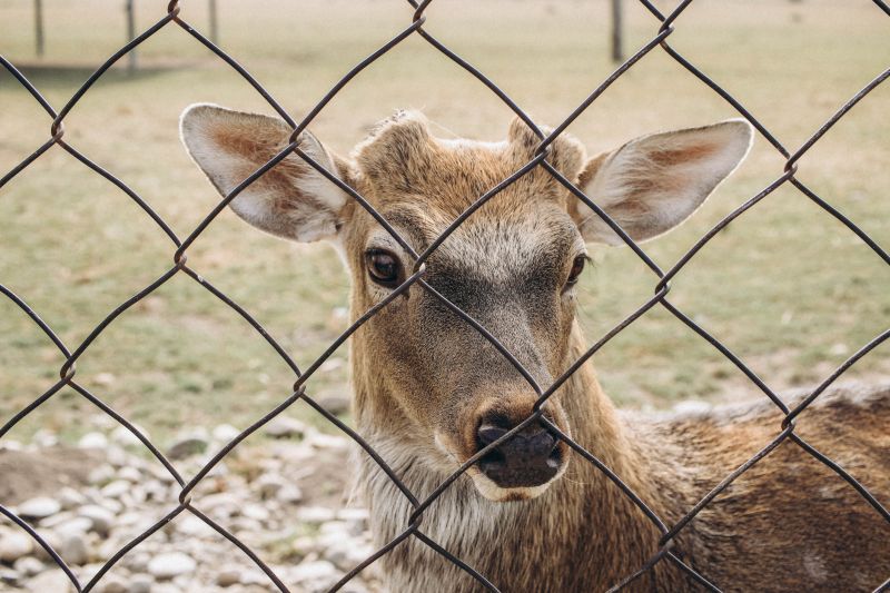 Deer Fence Installation in South Houston, TX