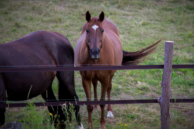 Horse Fence Replacement in Sacramento, CA