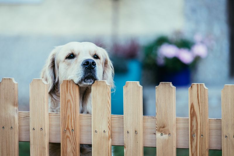 Wooden Dog Fence Installation in Roseville, CA